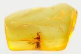 Detailed Fossil Rove Beetle (Staphylinidae) in Baltic Amber #357761-1